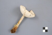 Melanoleuca verrucipes image